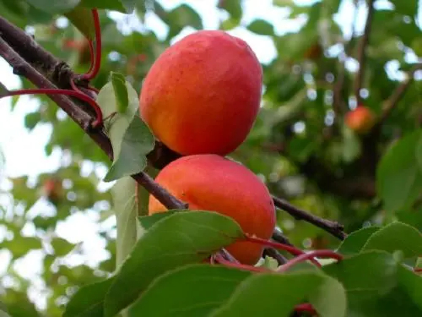 Gästehaus zum Landesteg