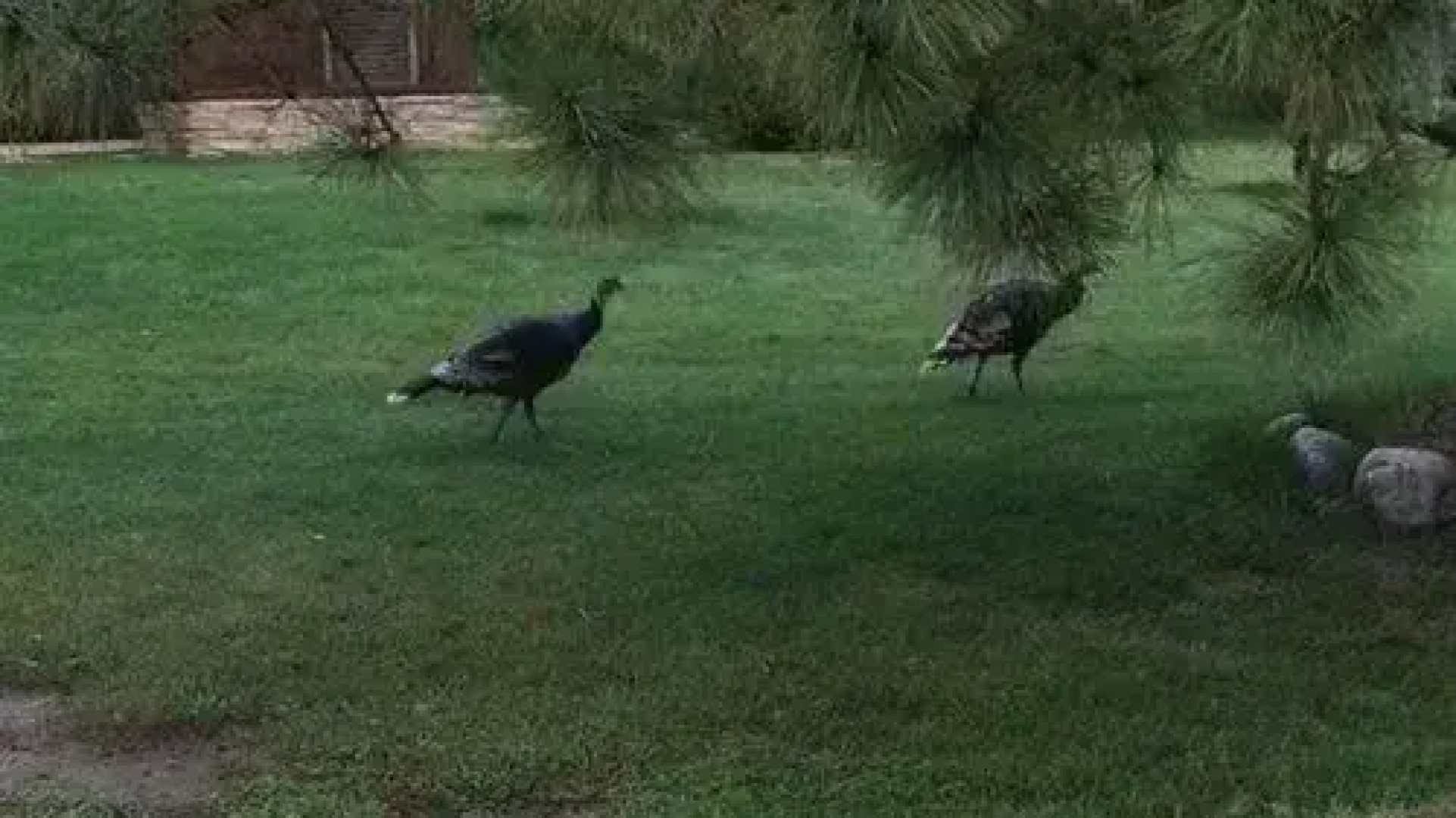 Pine Vista 3 Br Home by RedAwning