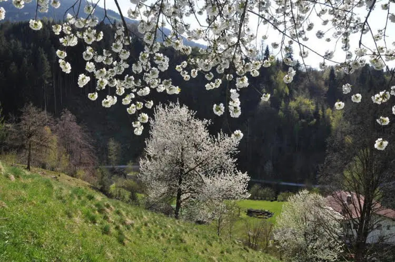 Gästehaus Pension Edelweiss