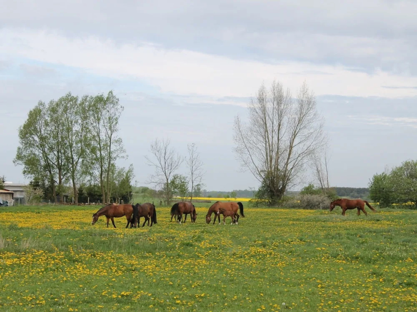 Beautiful Apartment in Insel Poel with Sauna
