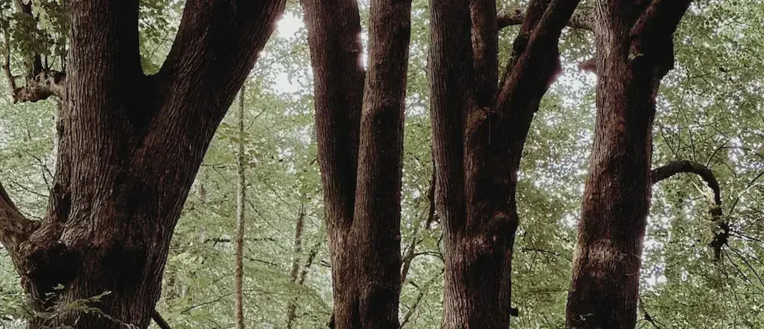 The Woodland Lodge Gisselfeld