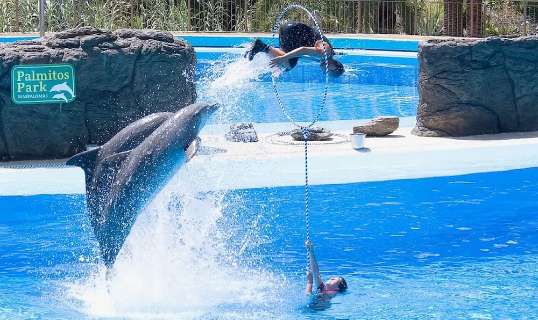 Sea Stars Las Canteras