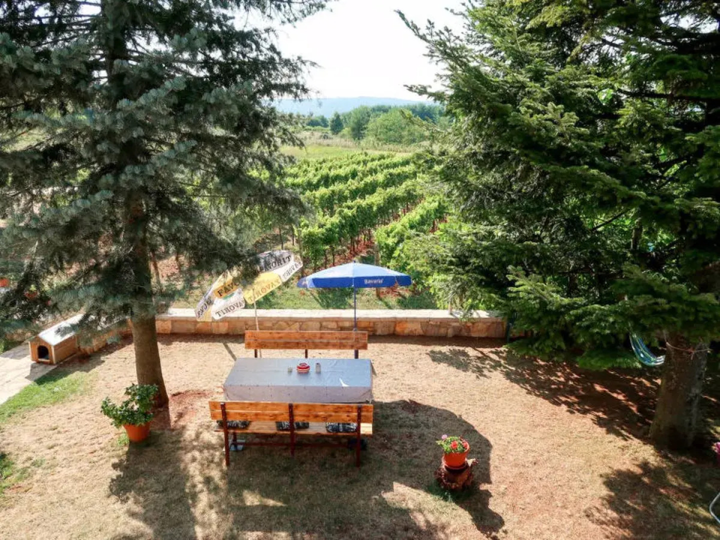 Mirjana (LBN312) 40625