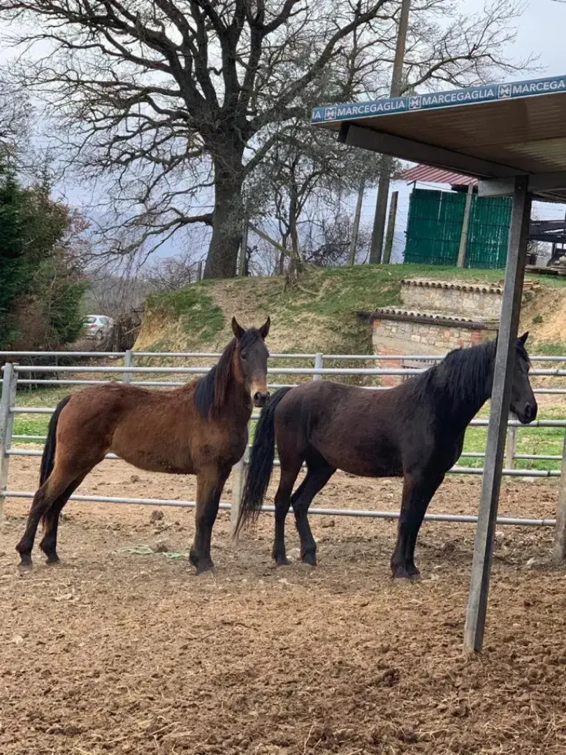 San Costanzo Appartamenti Vacanze