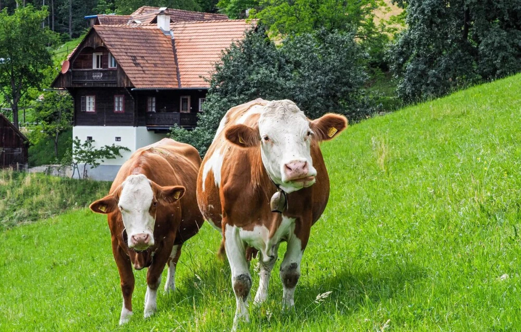 Stunning Home in Sankt Stefan ob Stainz With 3 Bedrooms and Wifi