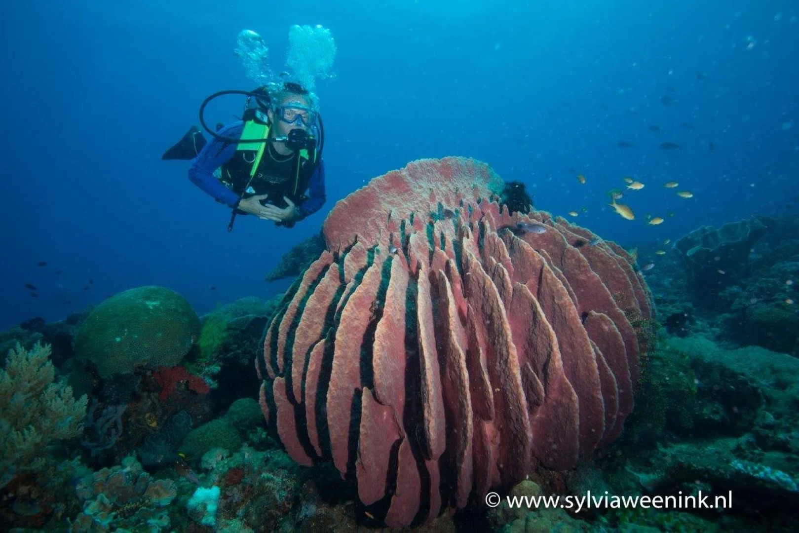 Magic Oceans Dive Resort