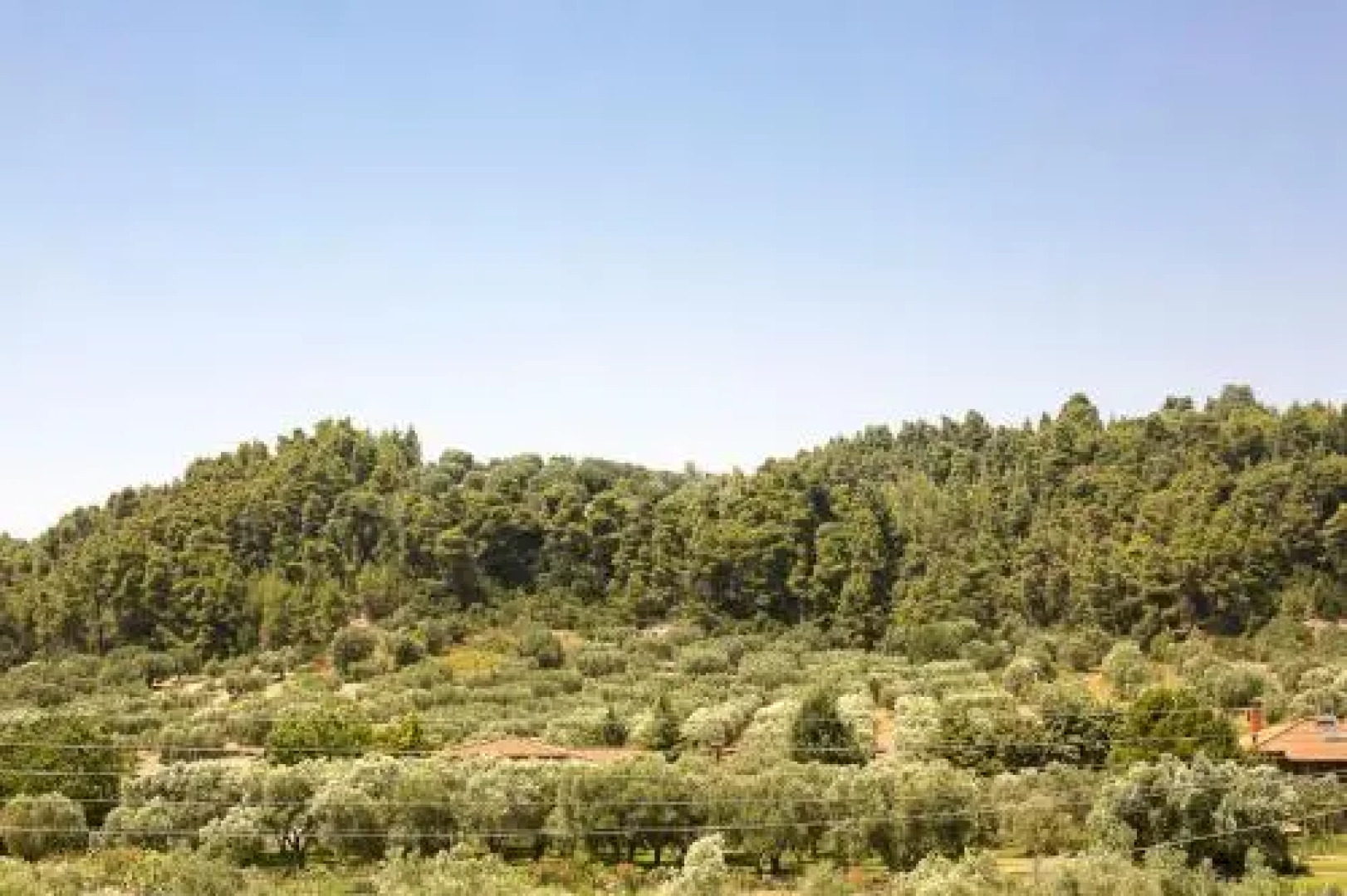 Olive Tree Apartments