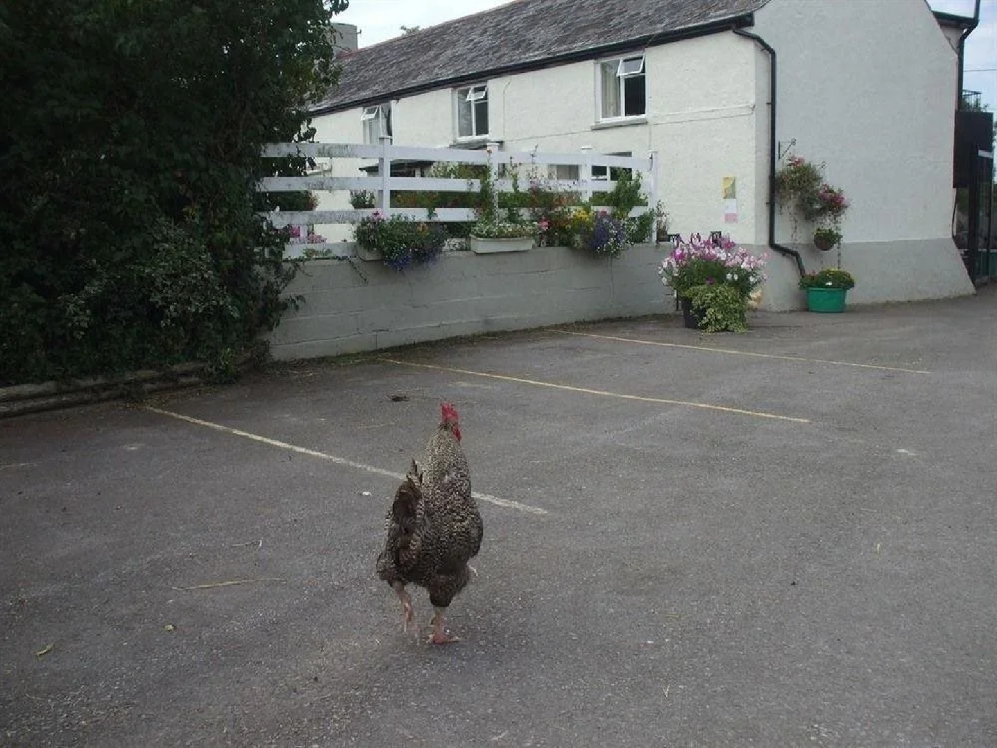 New Farm Bed And Breakfast