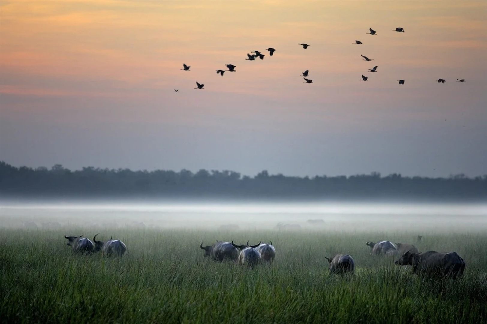 Bamurru Plains