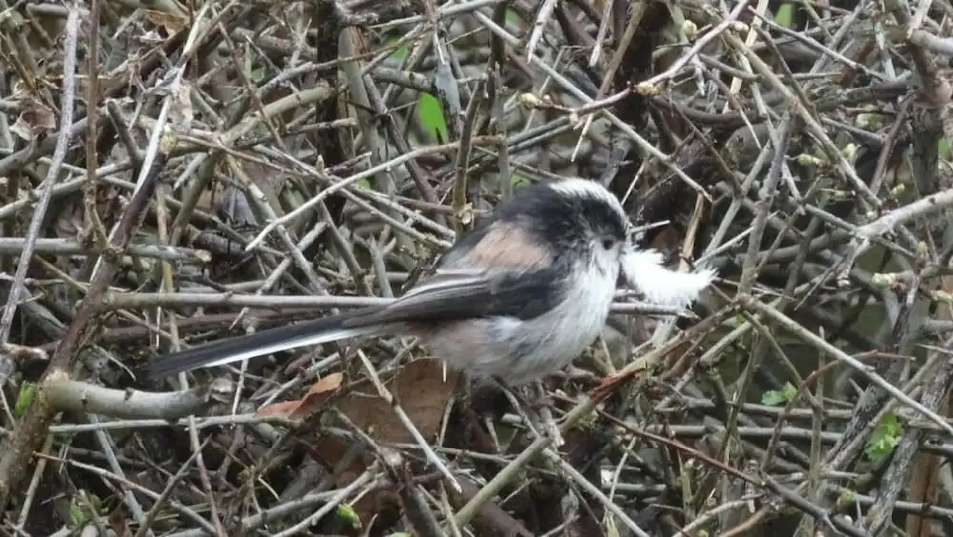 Yew Tree Cottage B&B