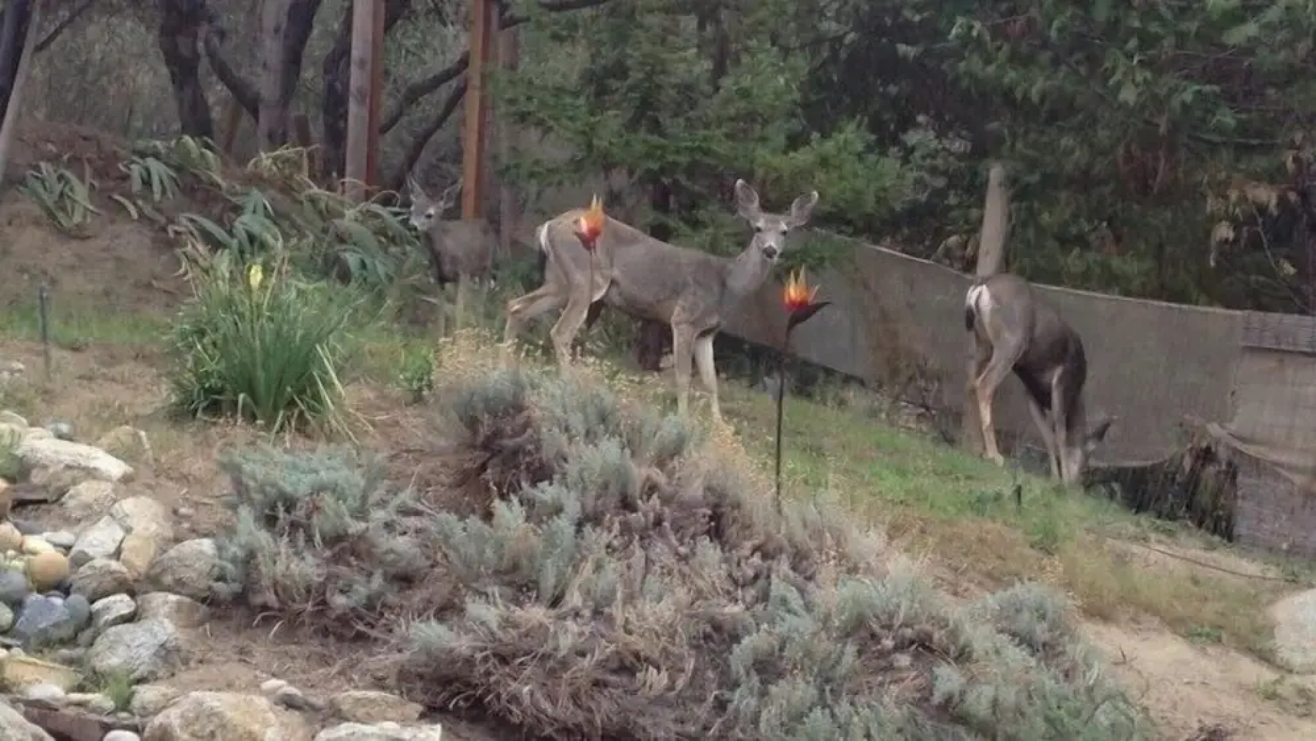 Scenic Wonders Fisherman's Oasis 3 Bd