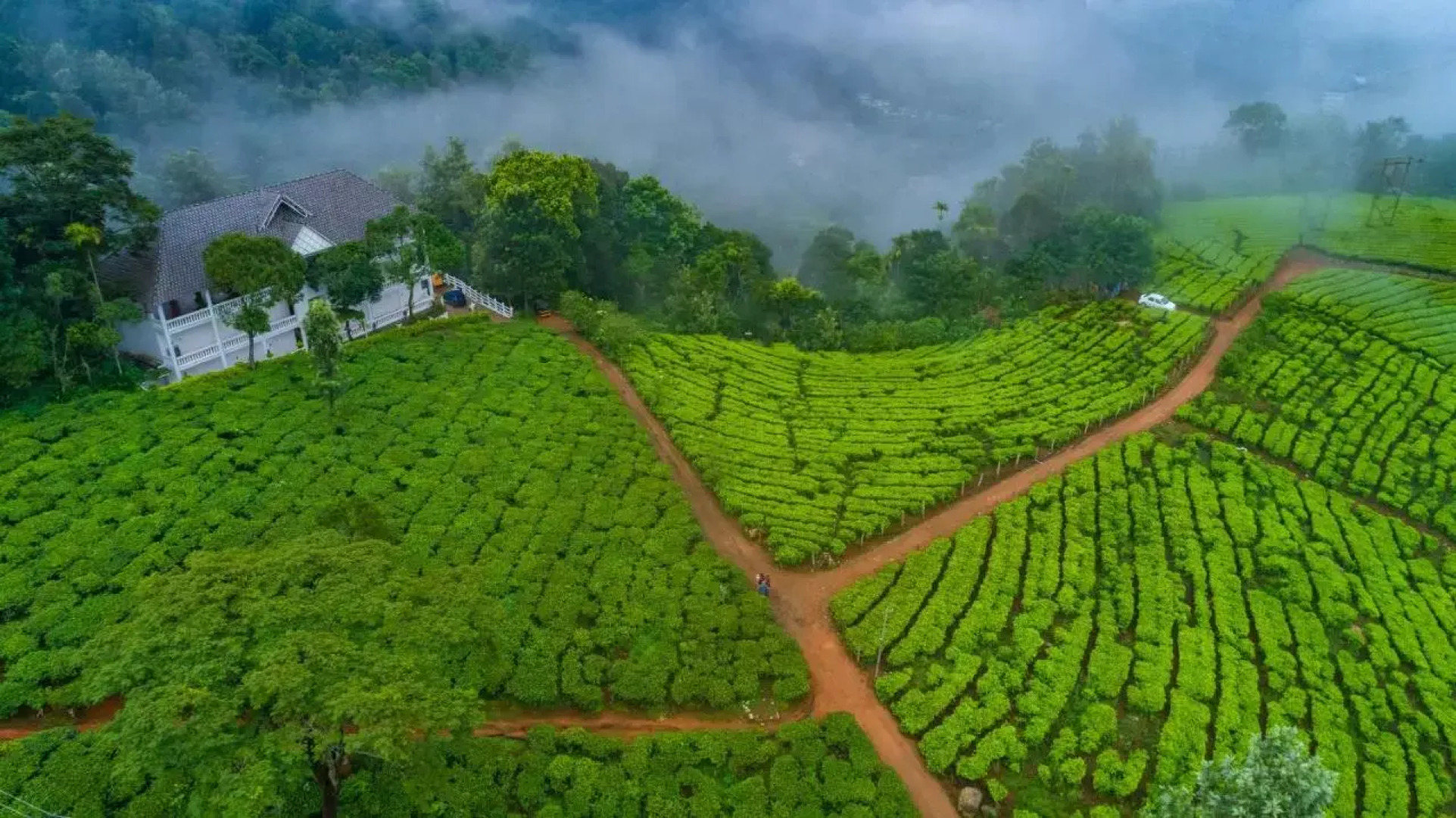 Tea Harvester Munnar