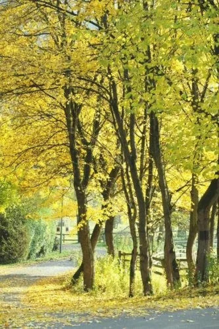 Park