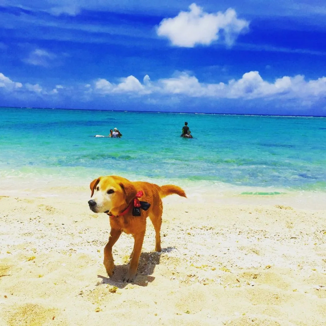 Guesthouse Seagull Village