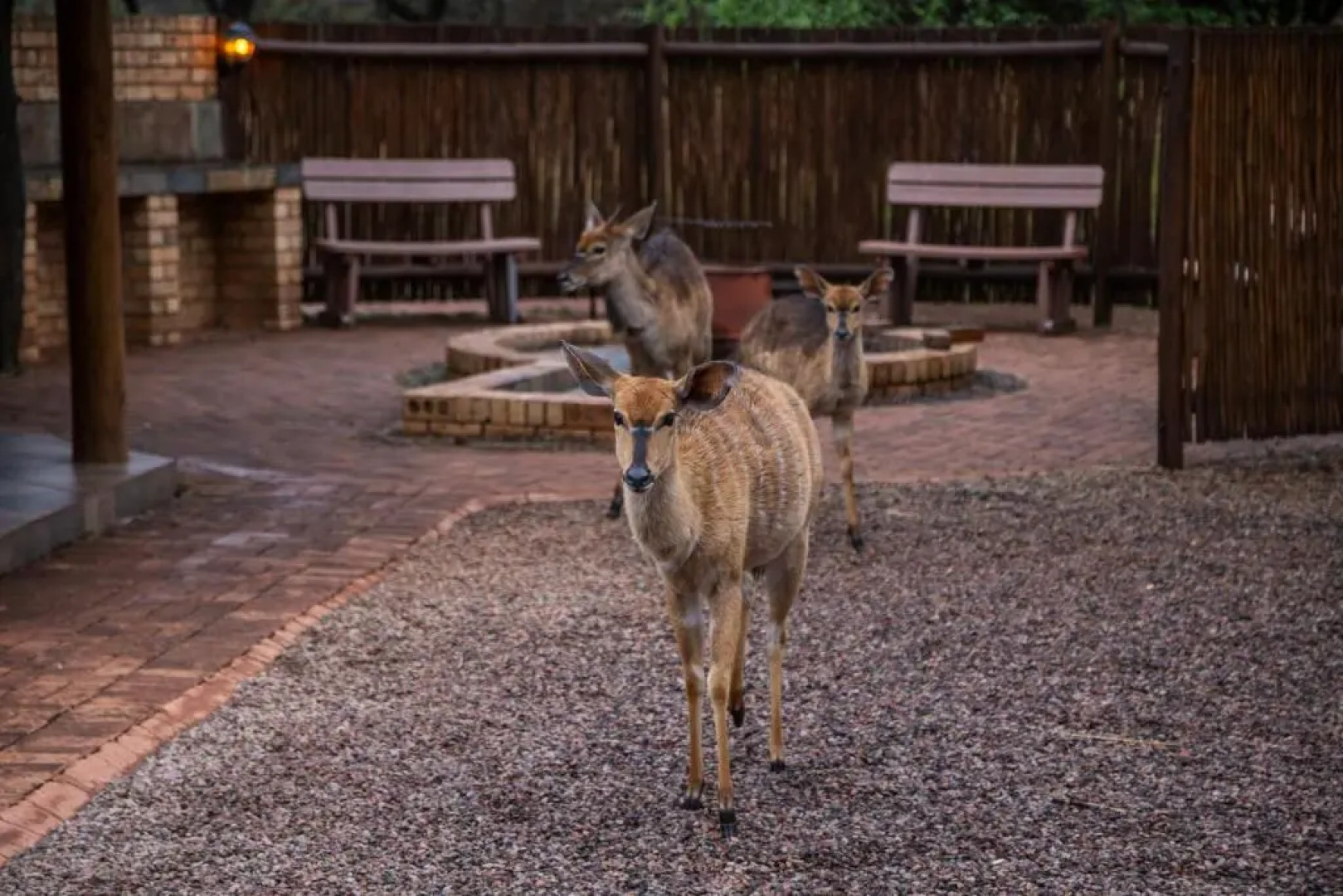 Sondela Nature Reserve & Spa Moselesele Tents