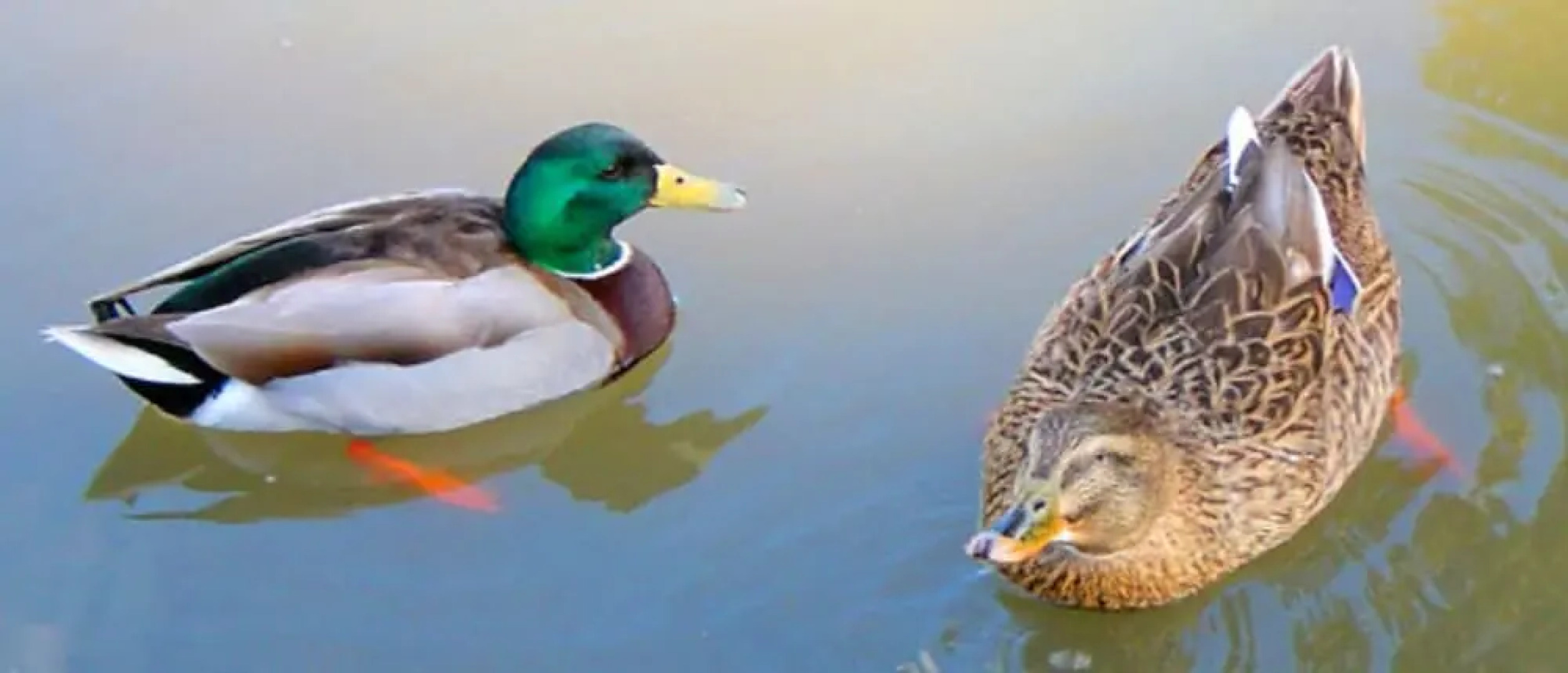 Misty Mountain Ranch B&B and Cabins