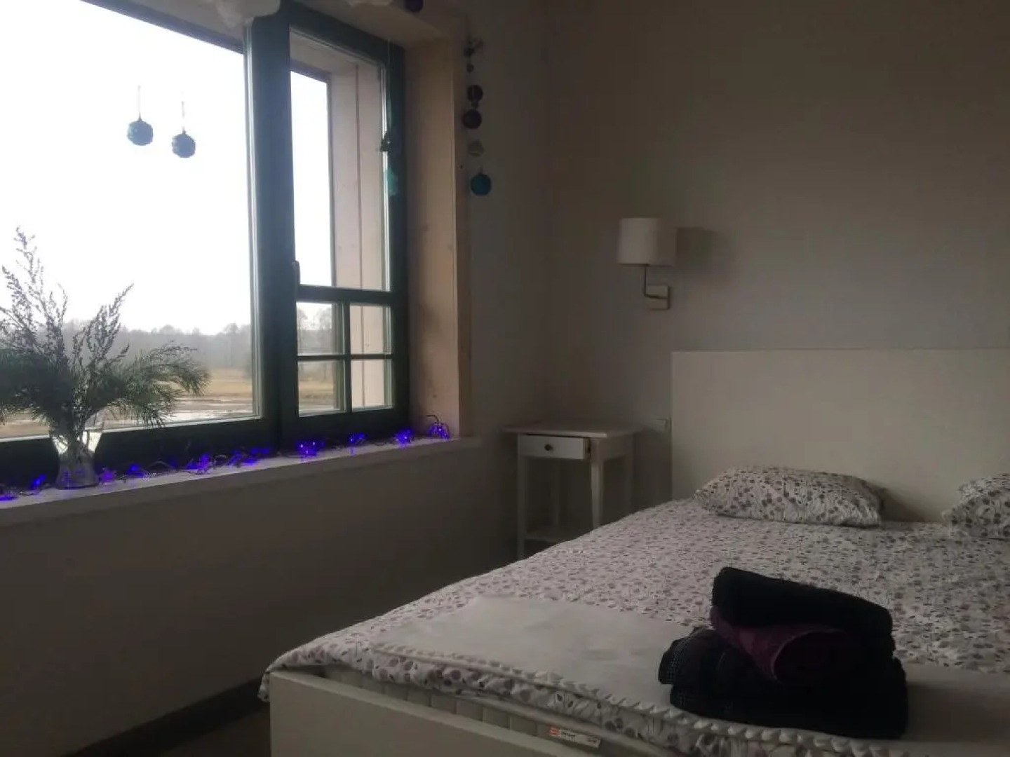 Chamedafne w Puszczy Kampinoskiej