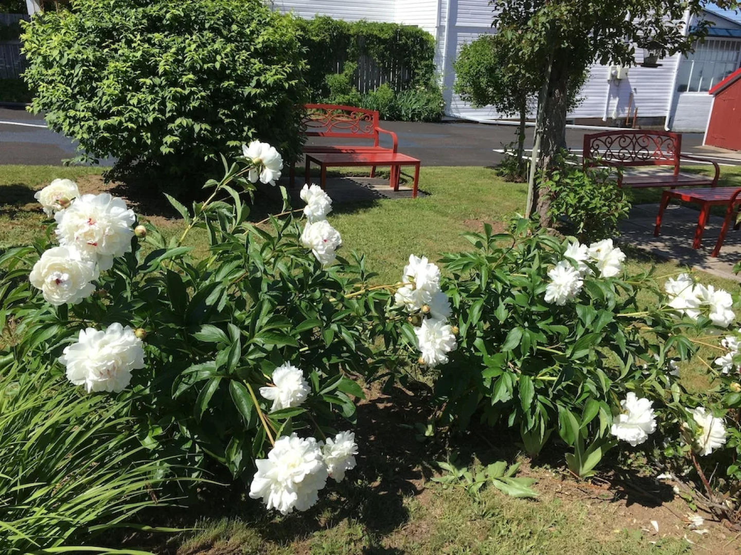 Harmony B&B & Suites