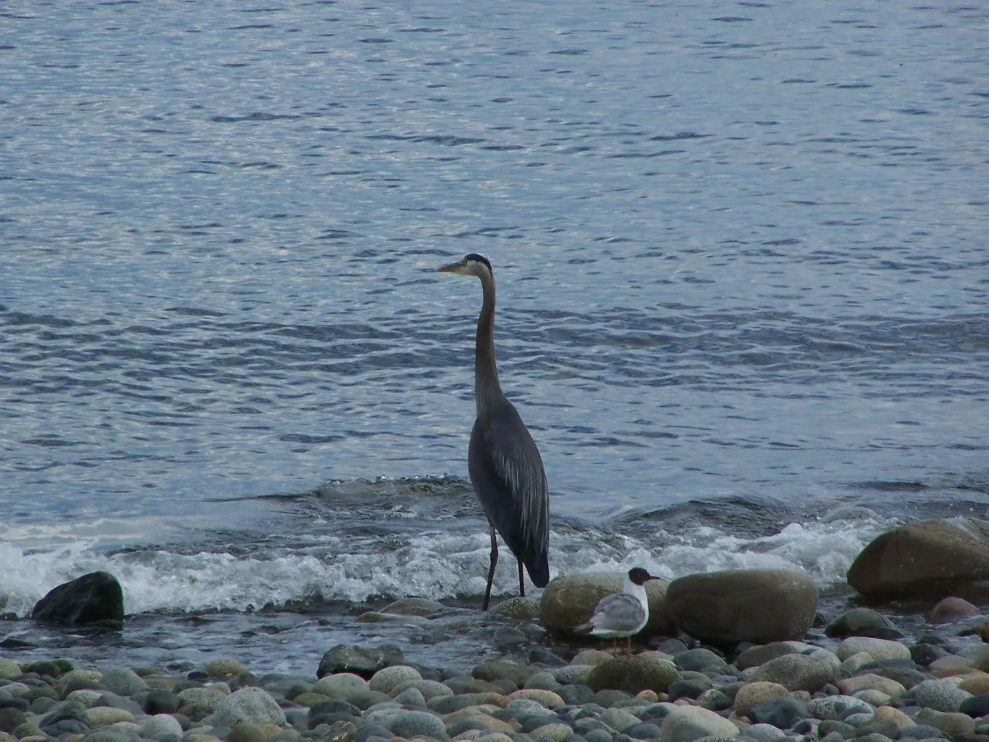 Shady Shores Beach Resort
