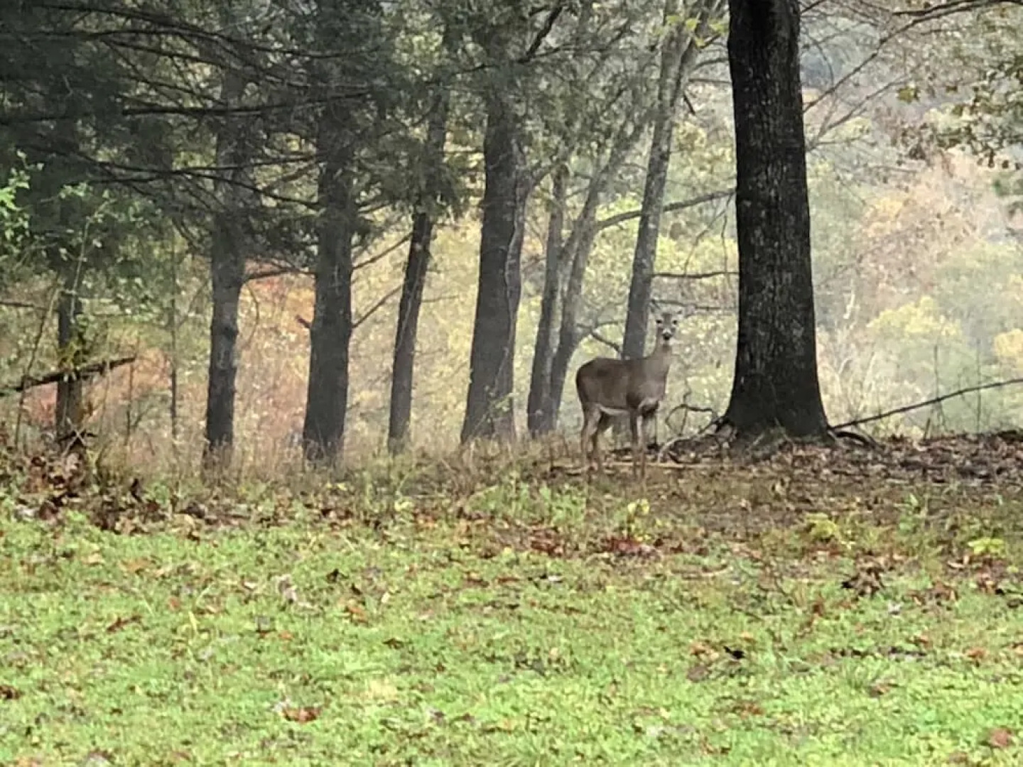 Riverside Cabin - 1 Br Cabin