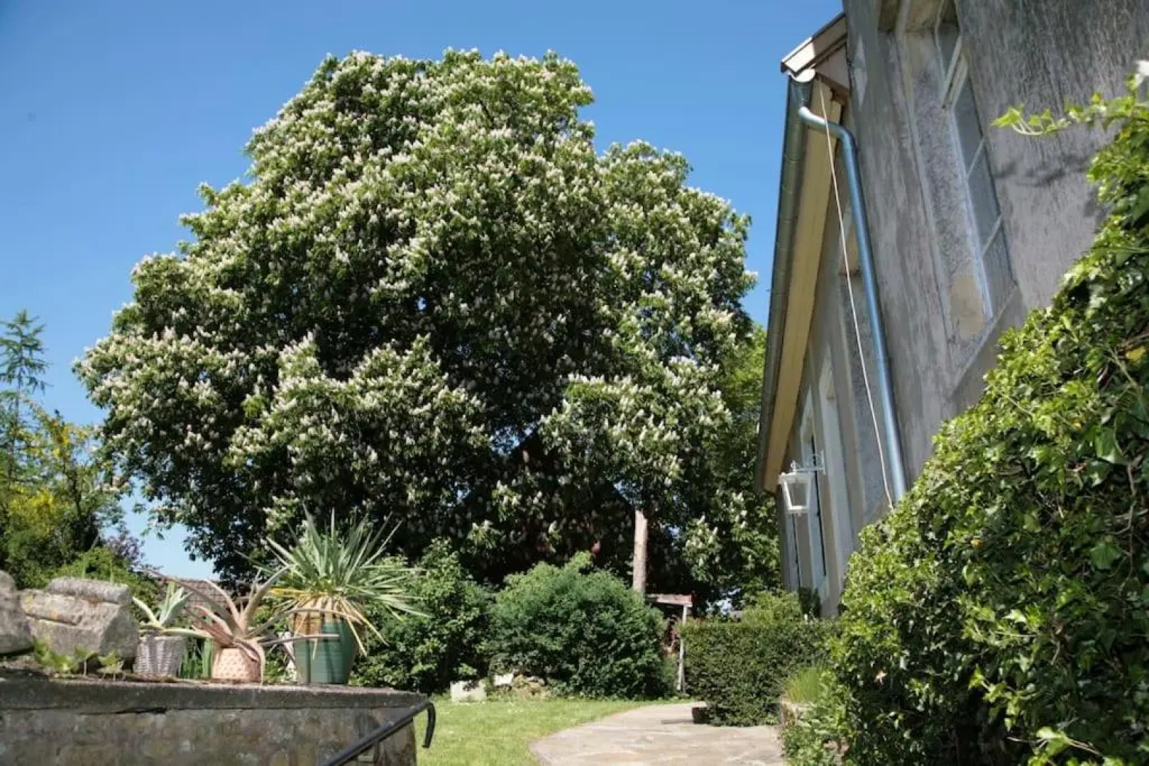 ZI Ferdinand mit Rosengartenblick