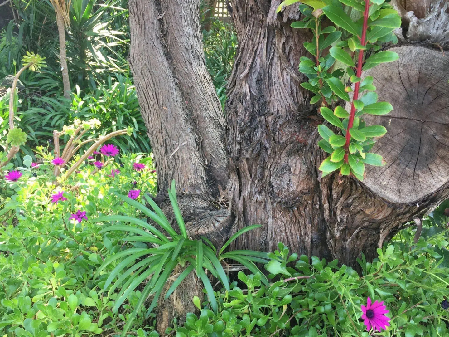 Springtide Studio Apartments