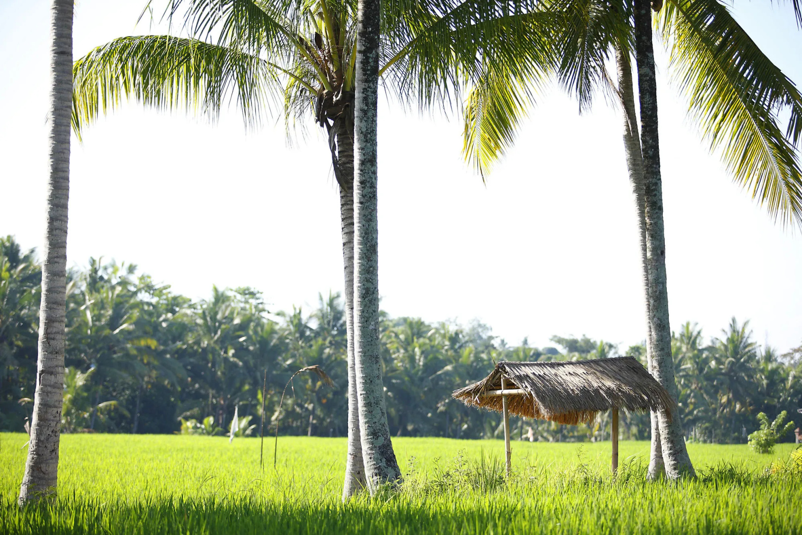 The LUXE Ubud, a Boutique Hotel