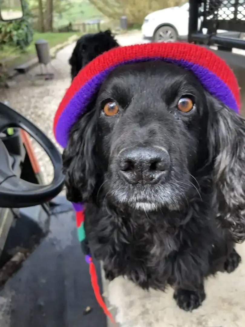 The Peacock Shepherds Hut at Hafoty Boeth
