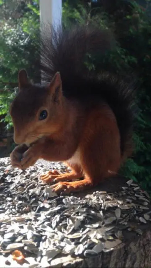Bio-Ferienhaus-Eifel
