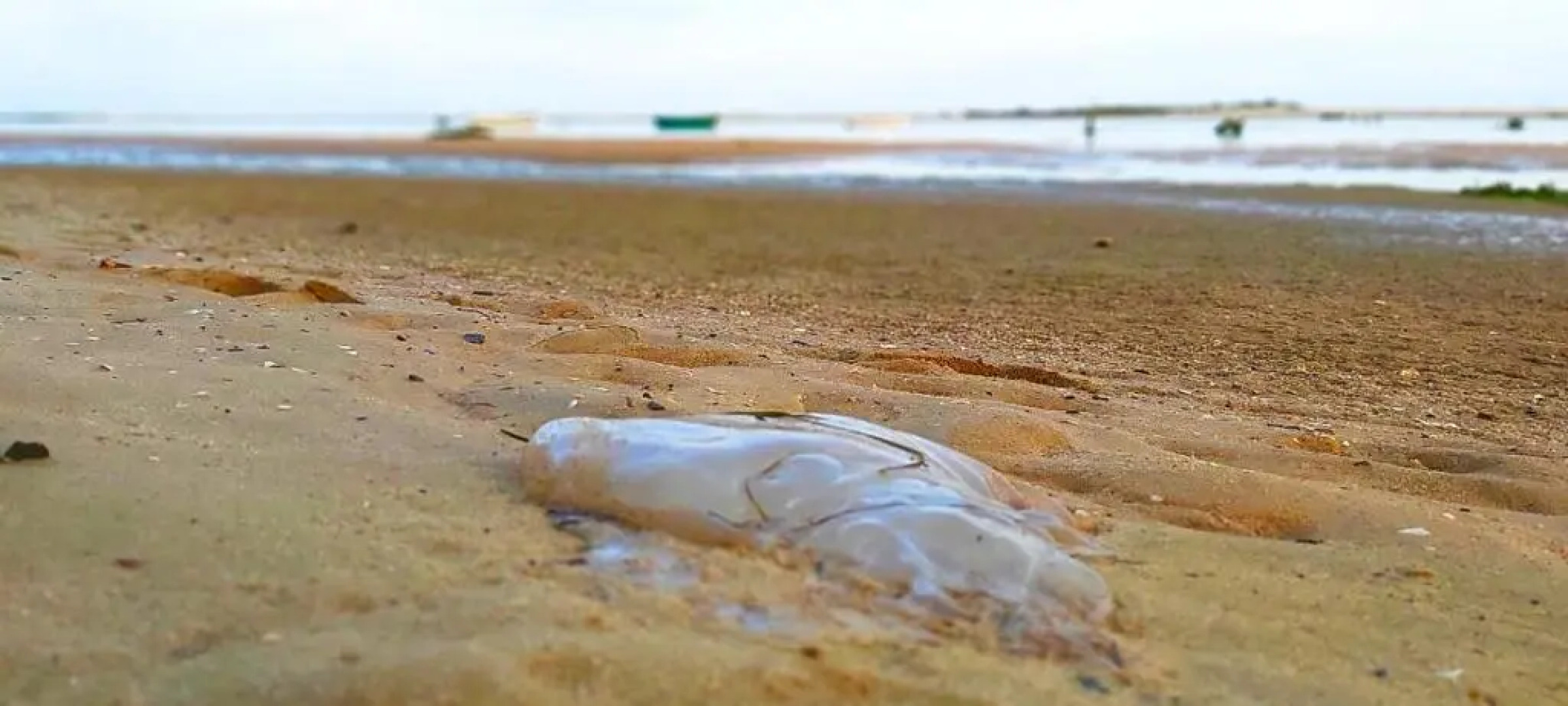 Parque dos Reis Apartment