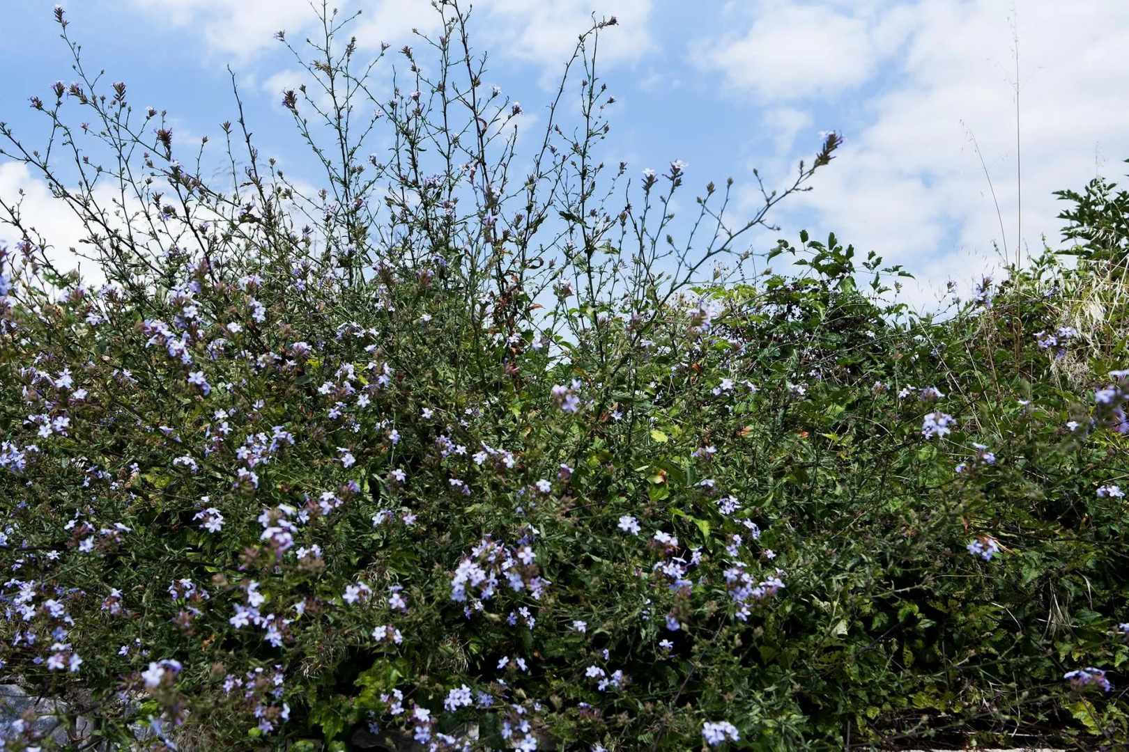 Amaryllis Boutique Guest House