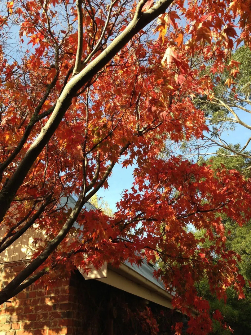 Richmond Cottages Tasmania