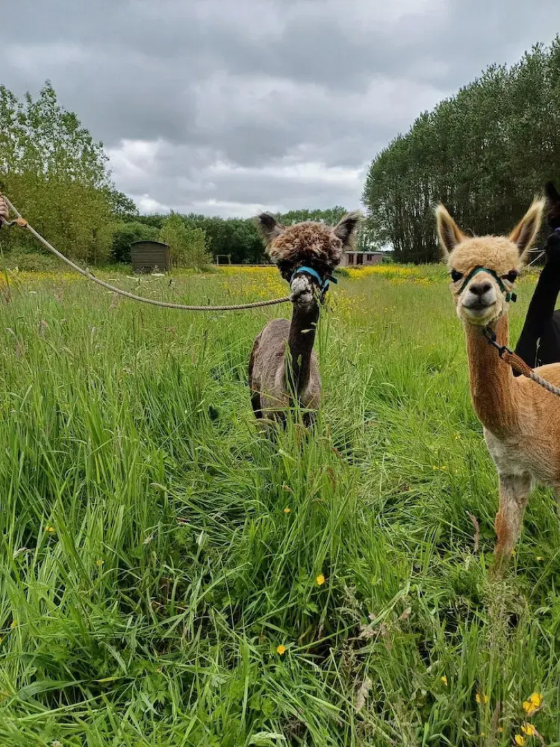 The Heartwood - Luxury Cabin Near York