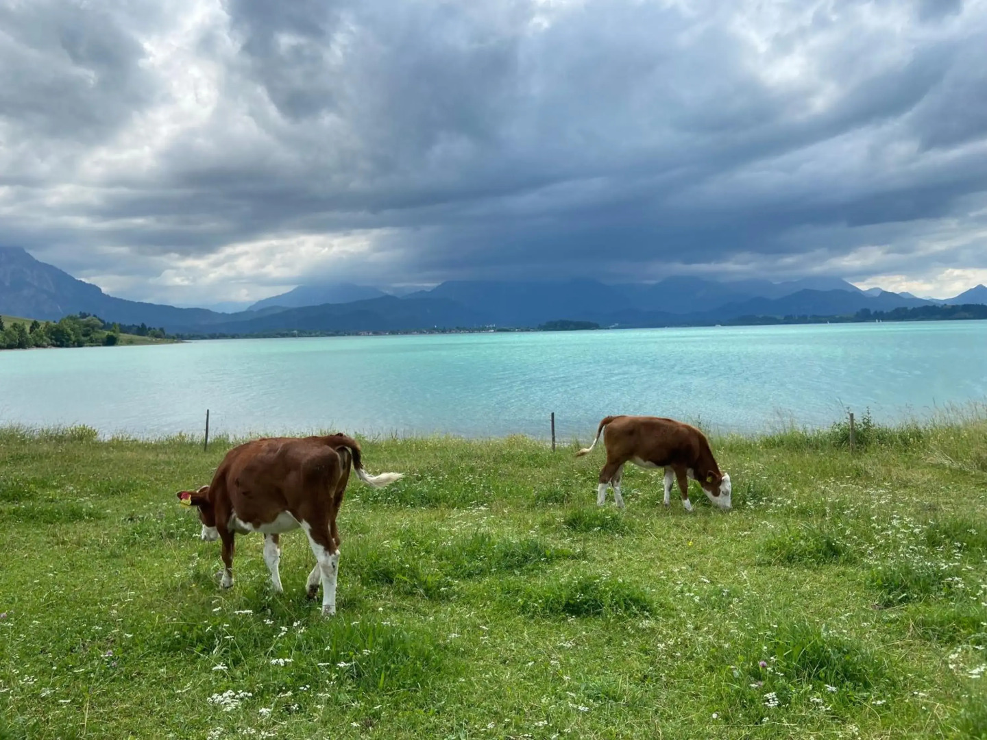 Allgäu-Moni Trauchgau