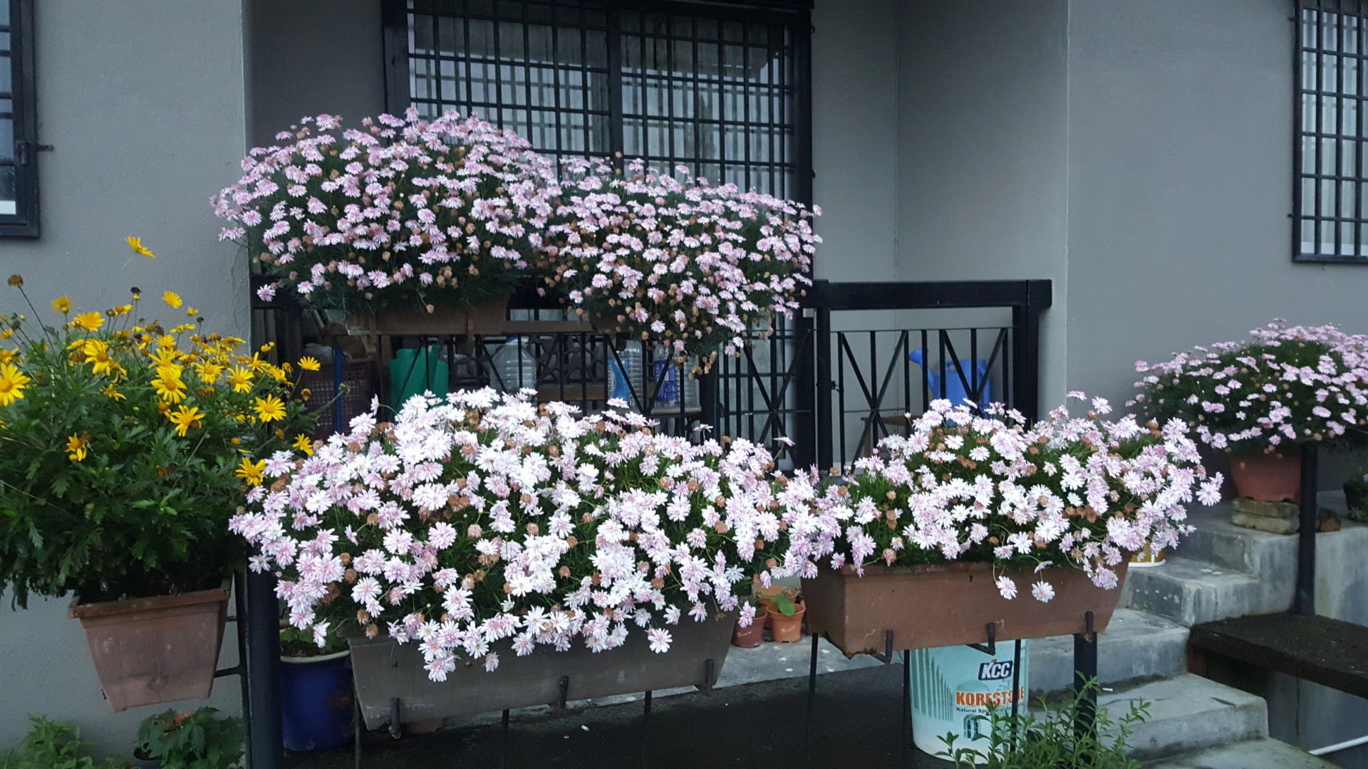 KPW at Royal Lily Apartment