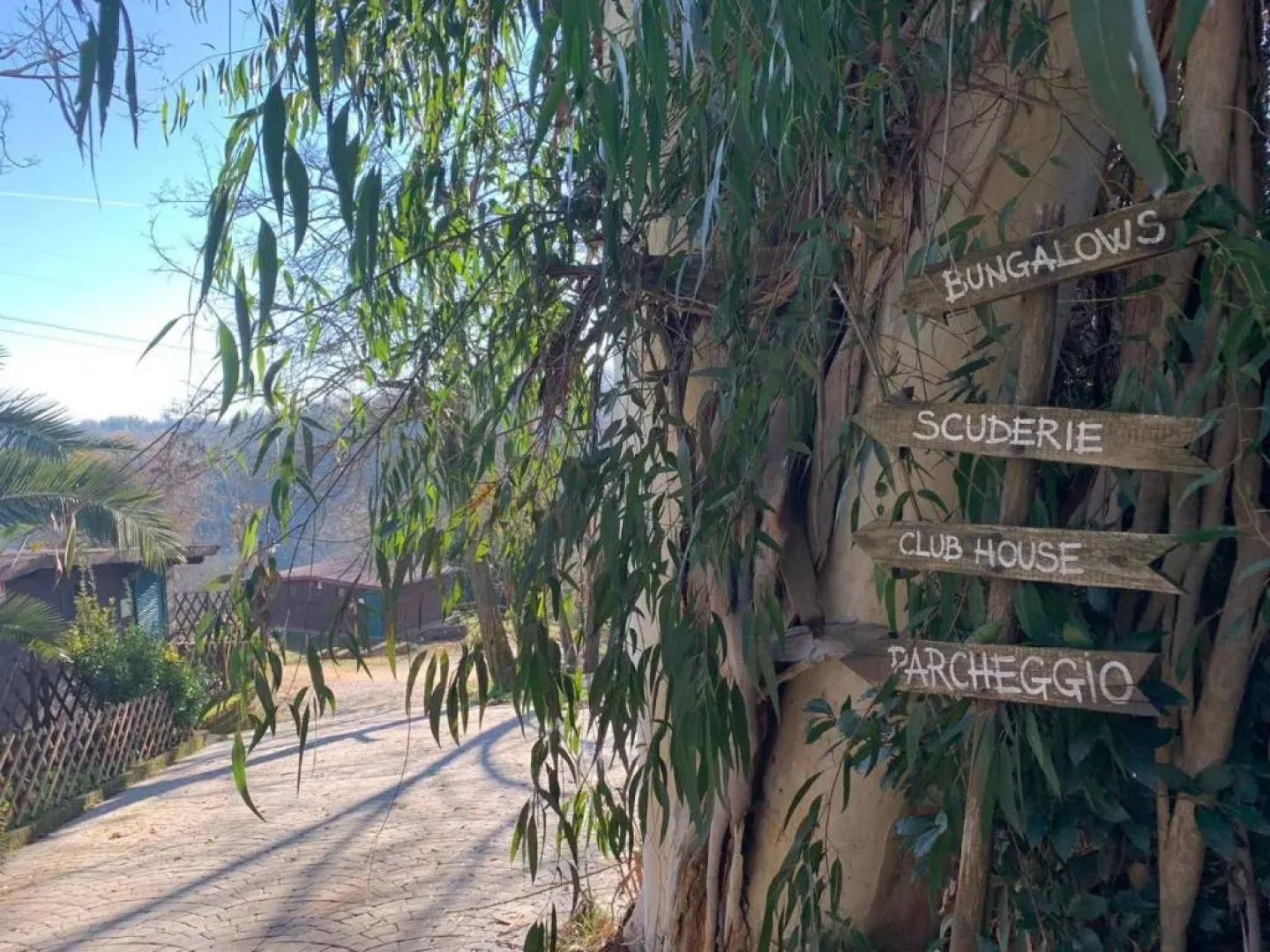 Night in the Wood Sorbo