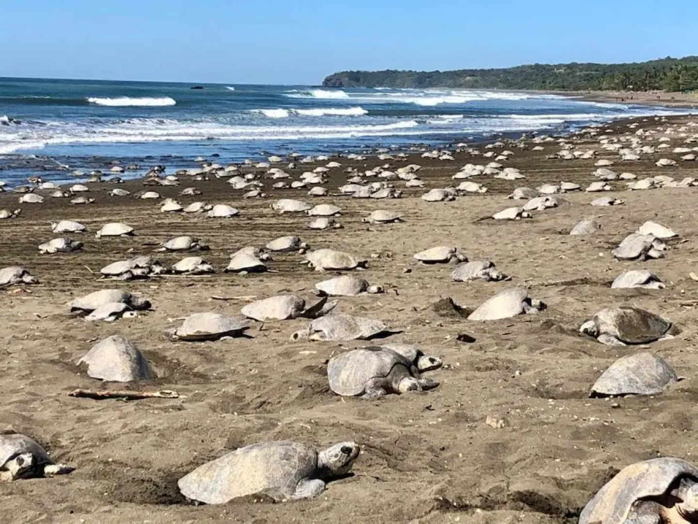 Ostional Turtle Lodge