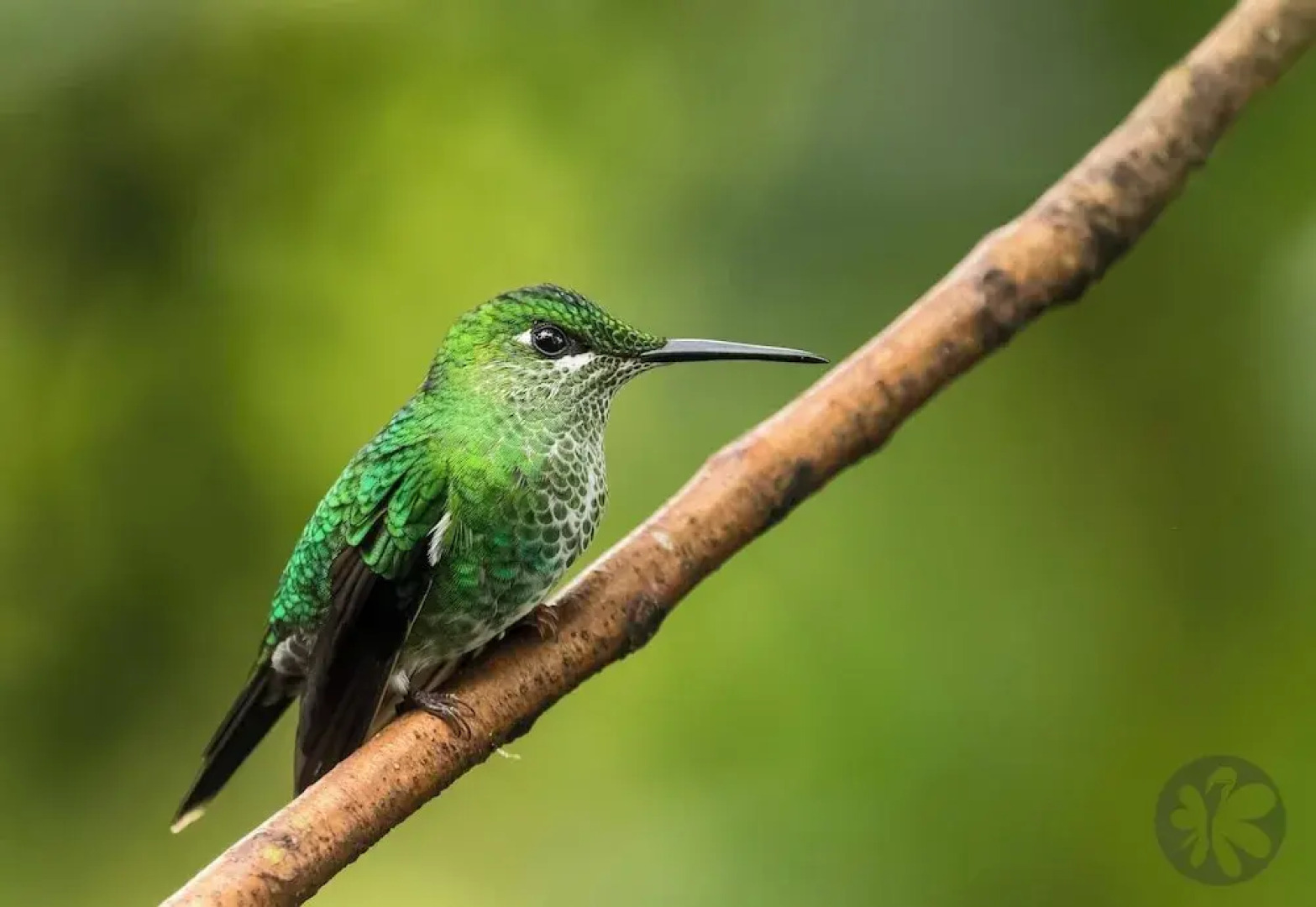 Villa Bruno - Terrace - Jungle - Birdwatching