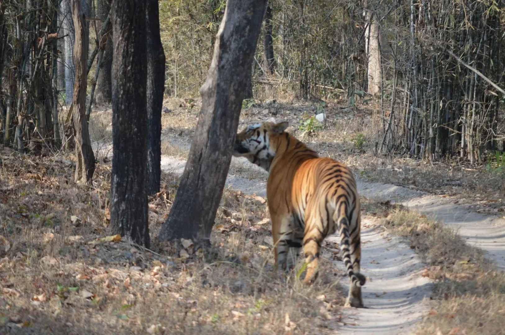 Windsor Tiger Resort