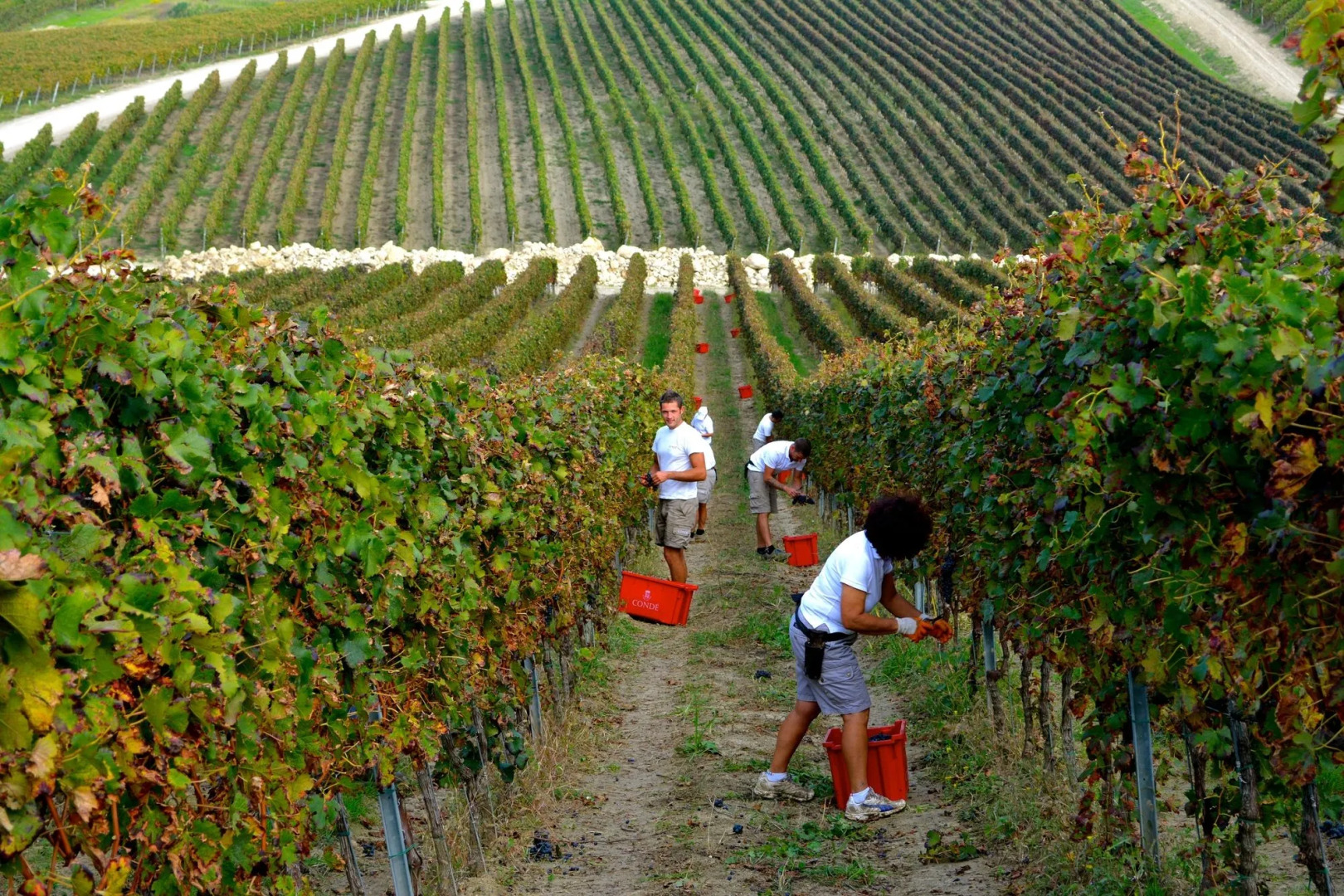 Borgo Condé Wine Resort