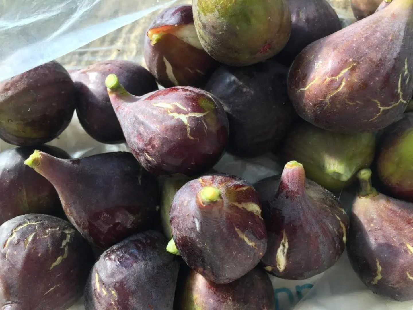 Saint Sever des Pyrenees