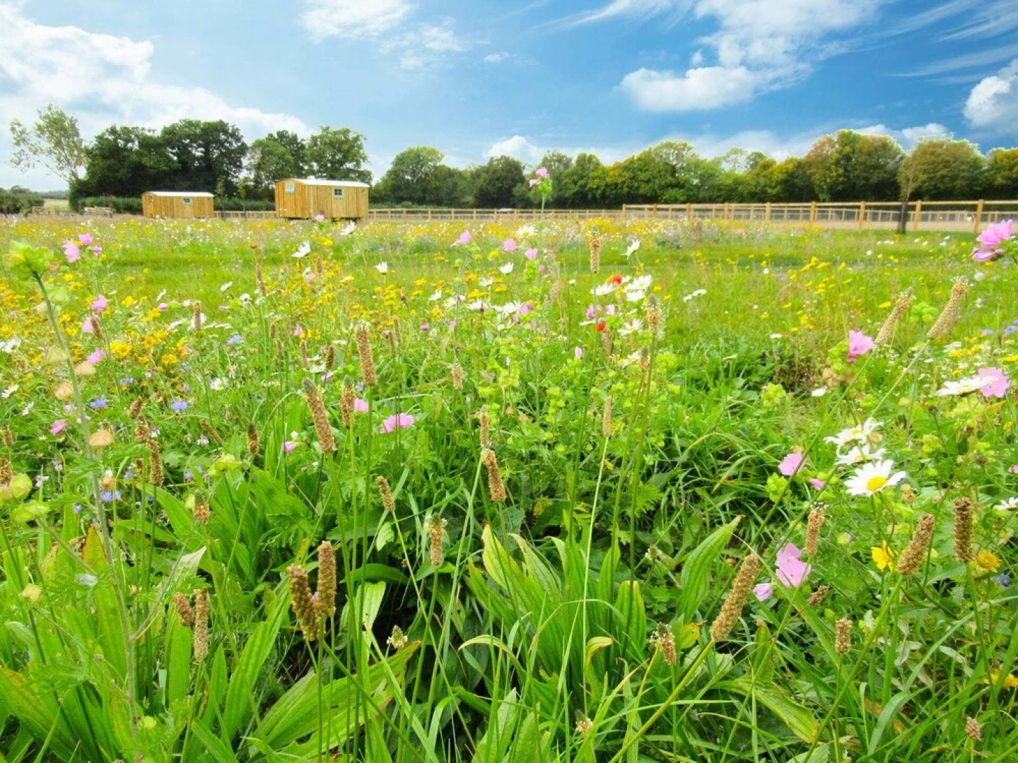 Honeysuckle Farm Hut 3 - Suffolk Farm Holidays