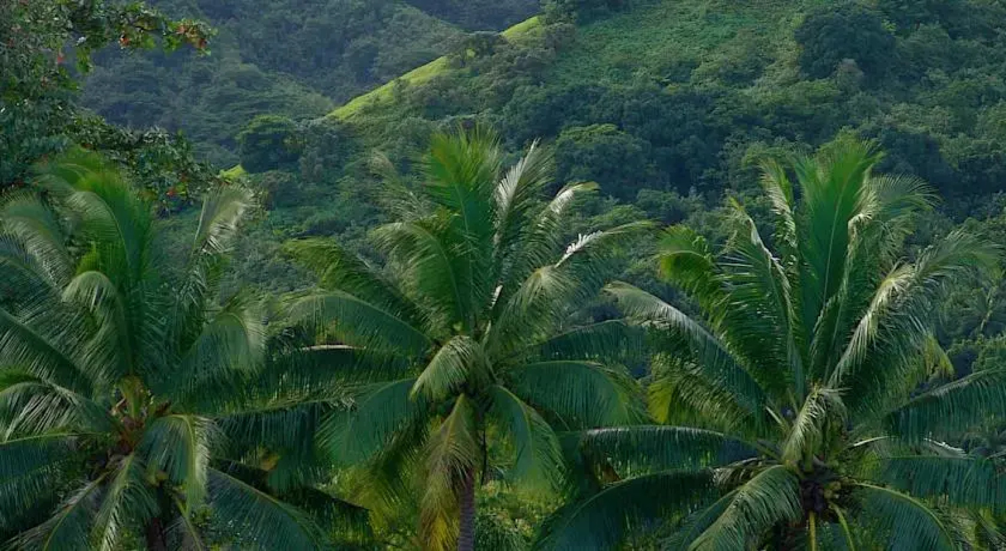 Tauhanihani Village Lodge La Vague Bleue