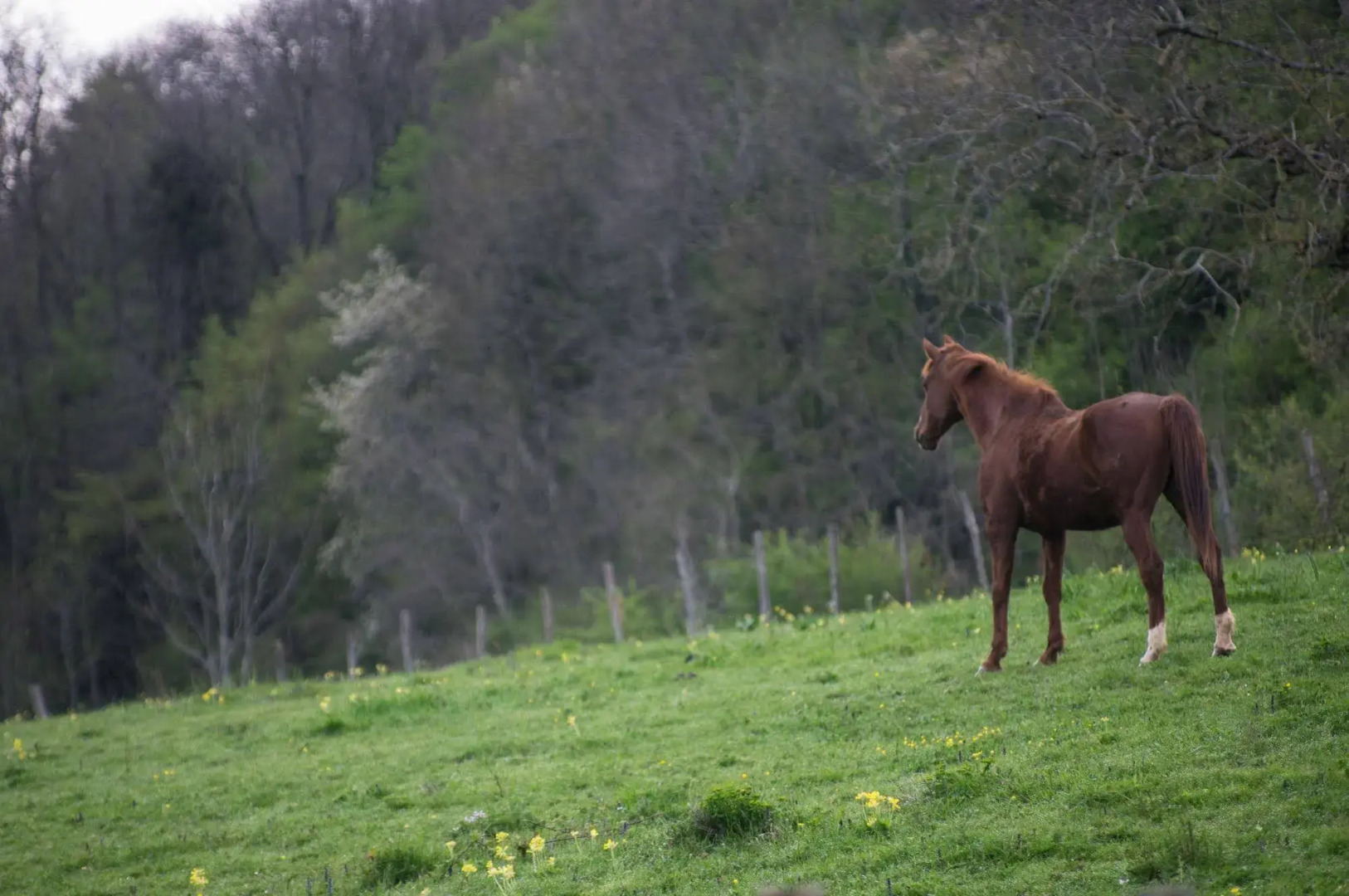Domaine du Revermont