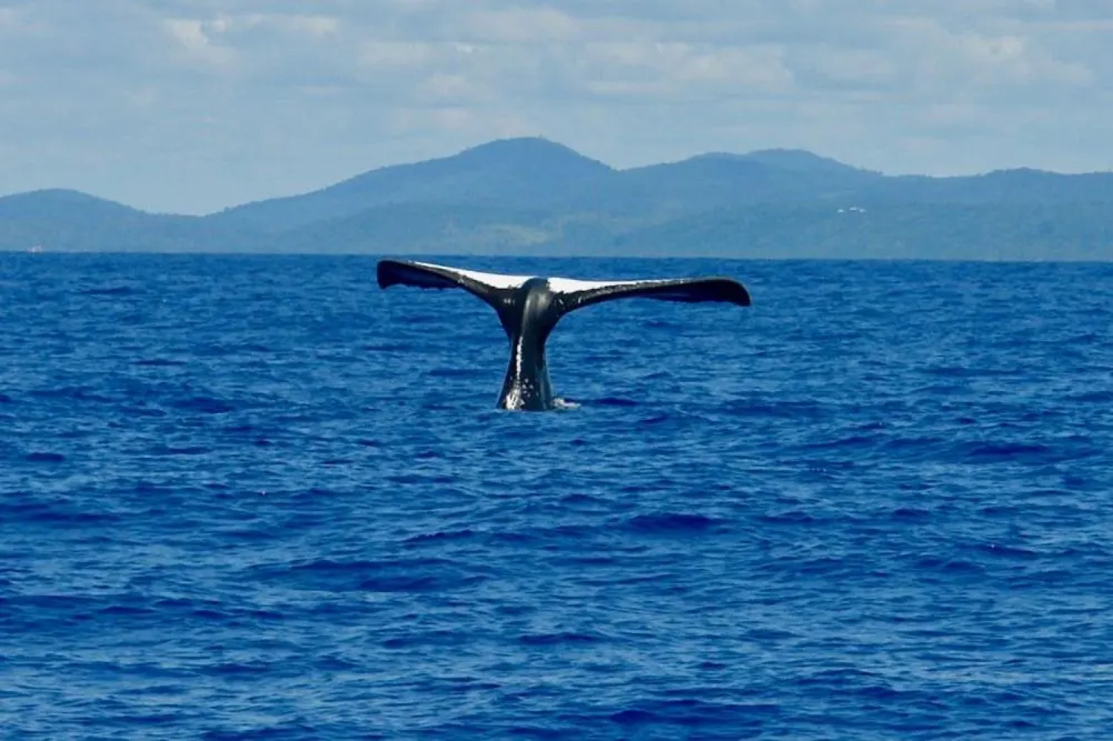 Concha Tropical Flat