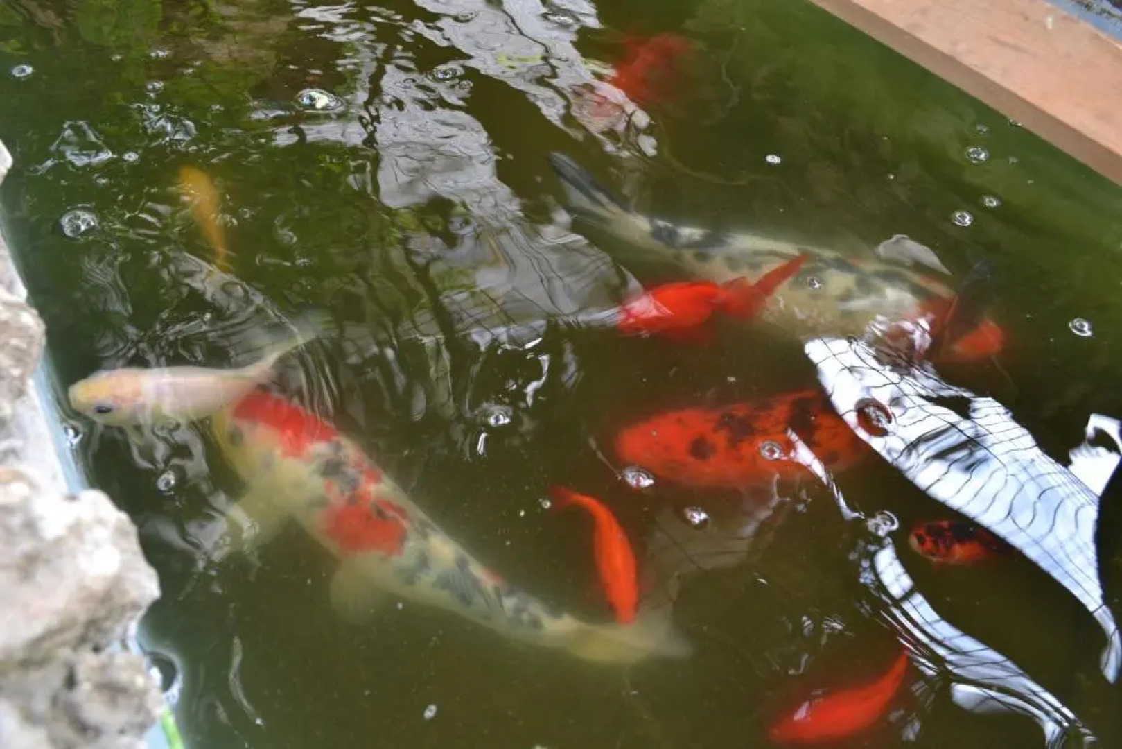 Mystery Garden Guest House