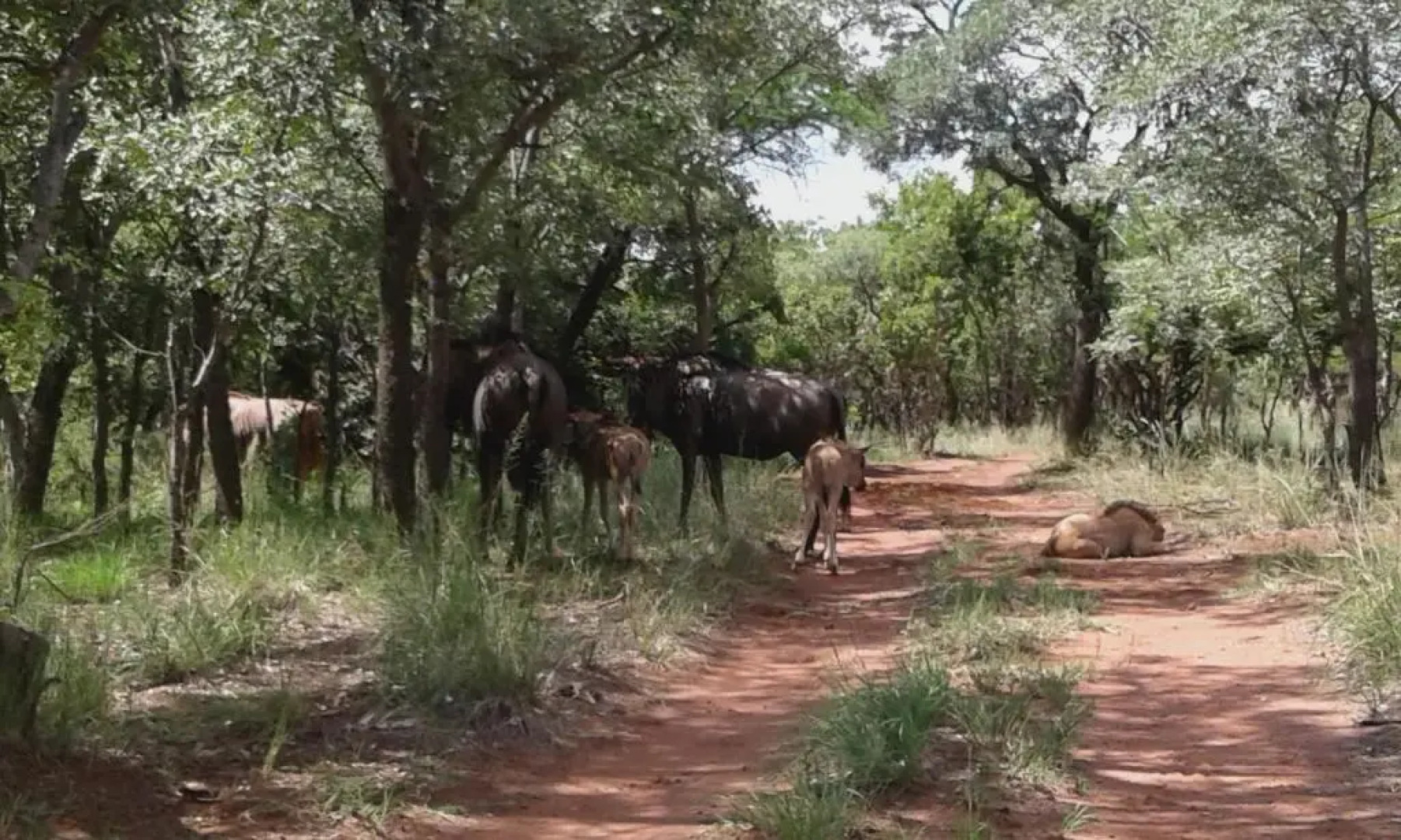 Five Pebbles on Piece of Africa