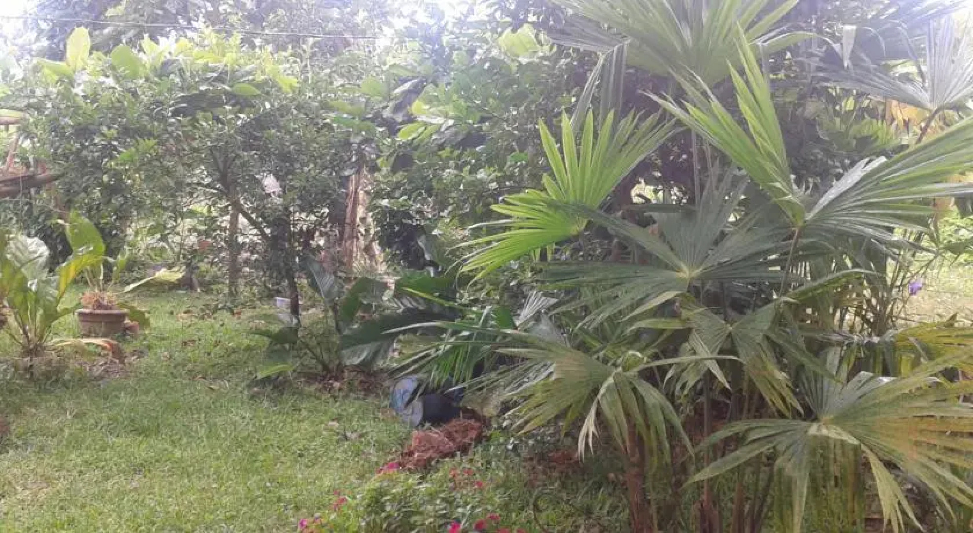 Cabinas los Almendros