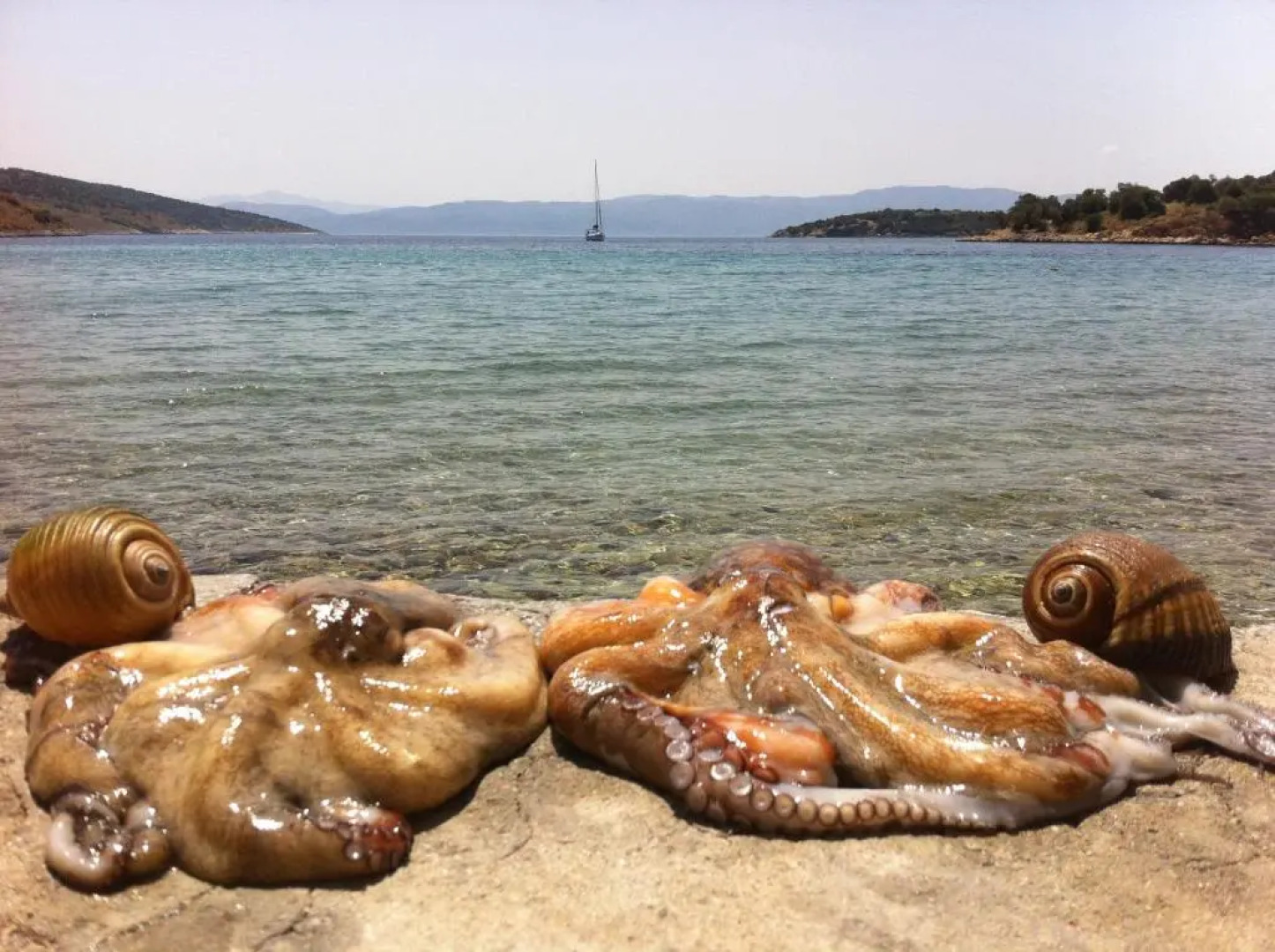 Spacious Sea Front Apartment - Porto Bouffalo - Evia