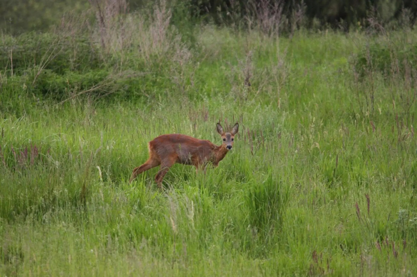 Semi-detached house Seestern, Lohmen